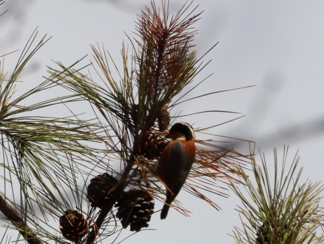 アカマツ食堂のお客さん（イートイン？ 編） - 兵庫県立人と自然の